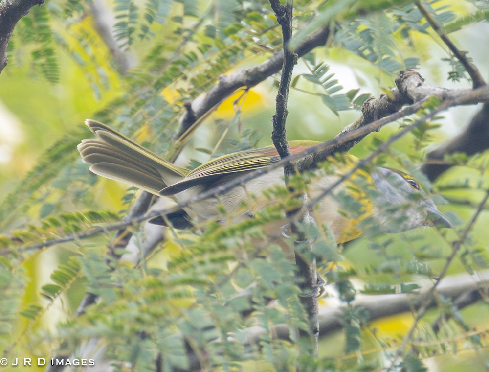 Green-backed Becard - ML642306807