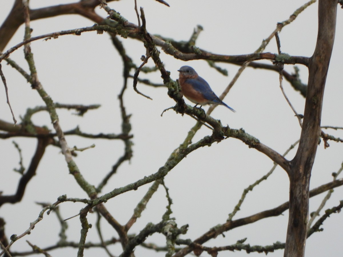 Eastern Bluebird - ML642306818
