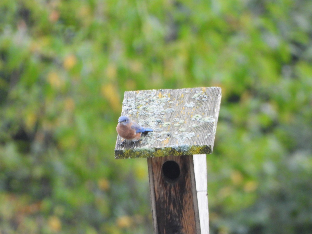 Eastern Bluebird - ML642306822