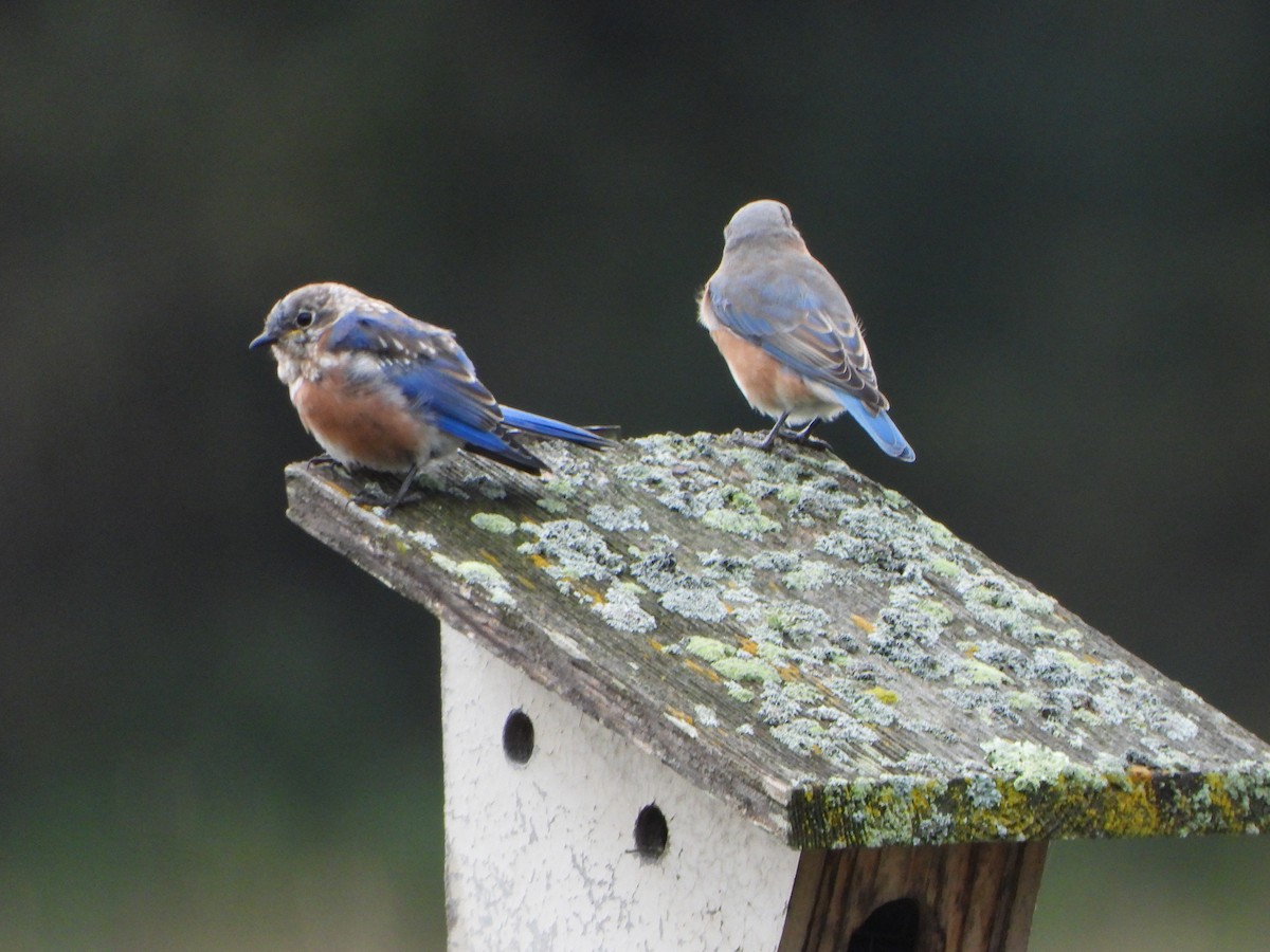 Eastern Bluebird - ML642306830