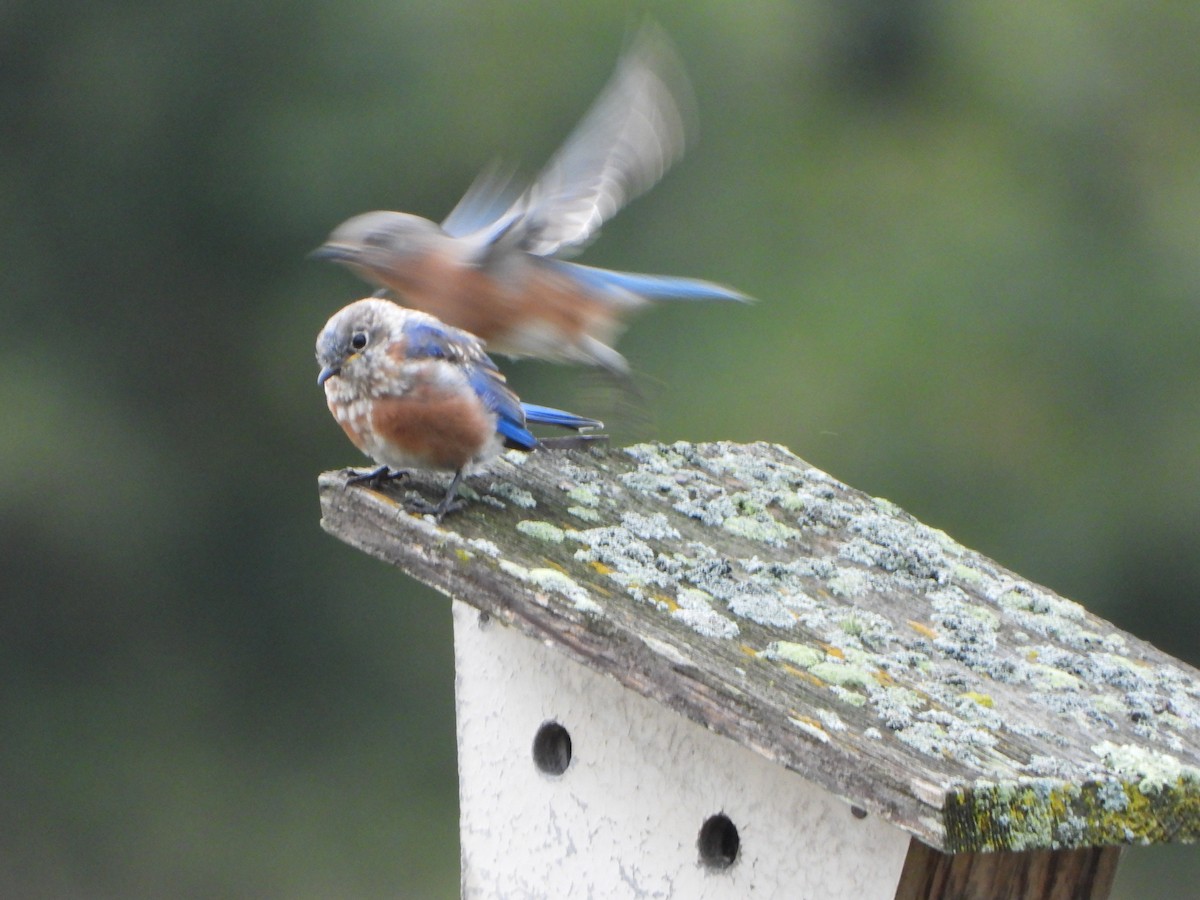 Eastern Bluebird - ML642306832