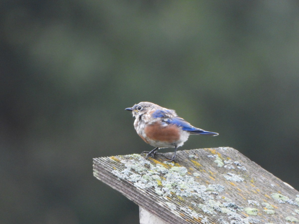 Eastern Bluebird - ML642306838