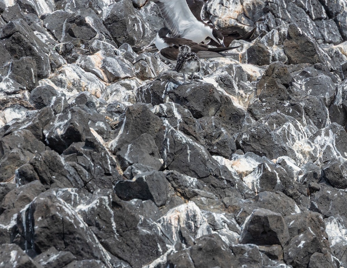 Rußseeschwalbe - ML642306852