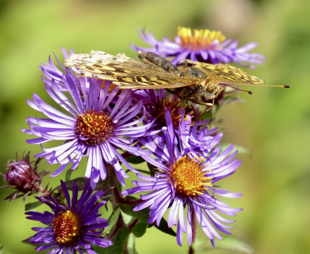 Great Spangled Fritillary - ML642306880