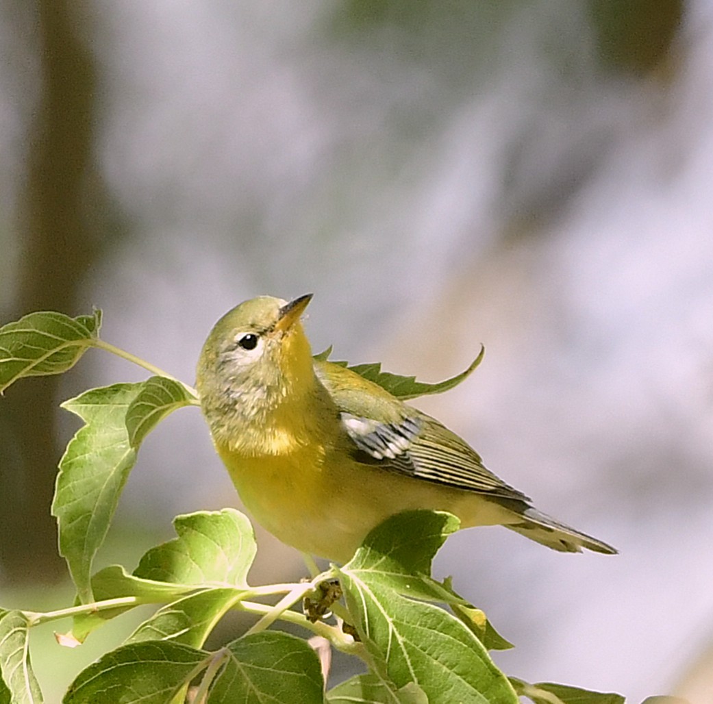 Meisenwaldsänger - ML642306883