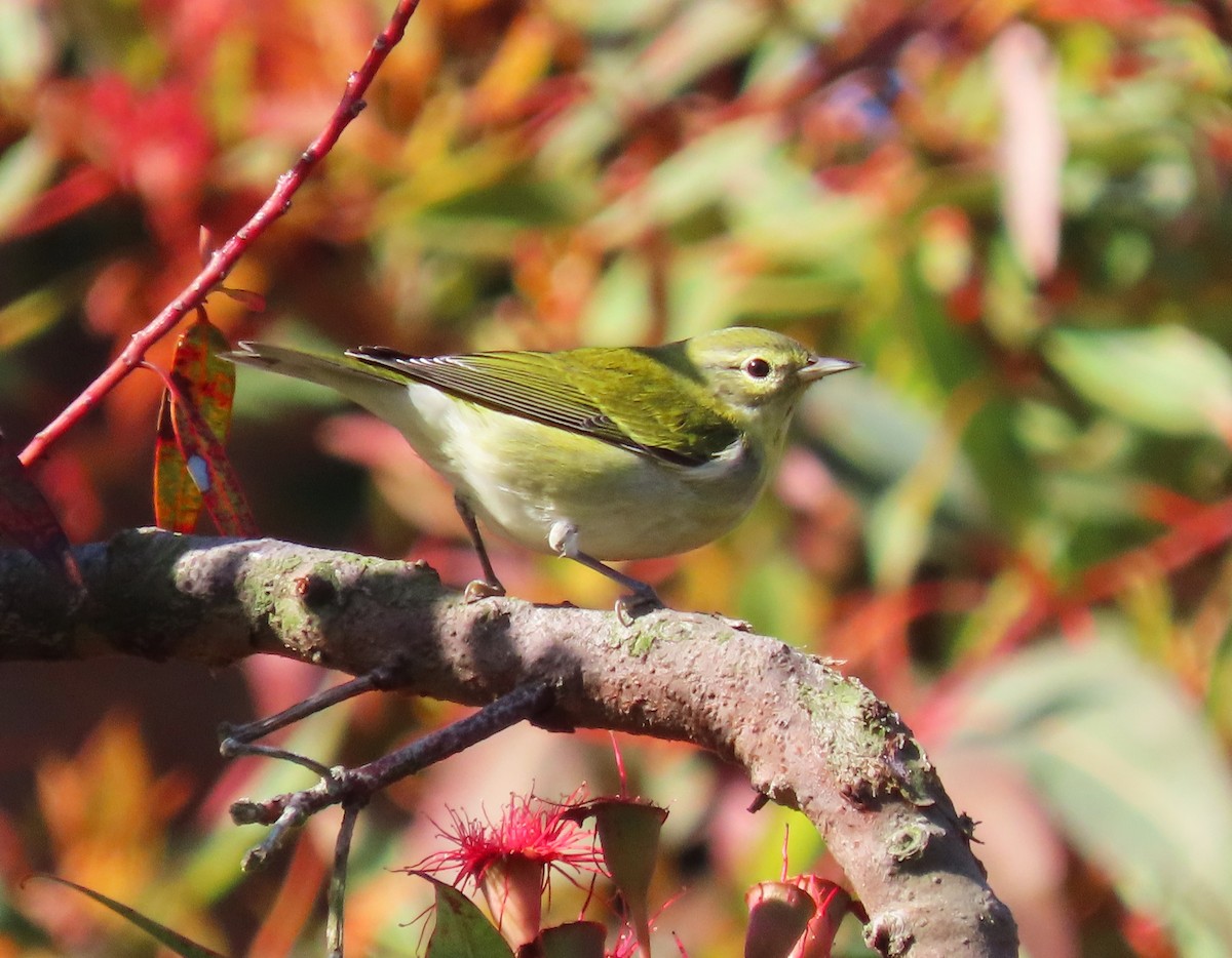 Tennessee Warbler - ML642306888