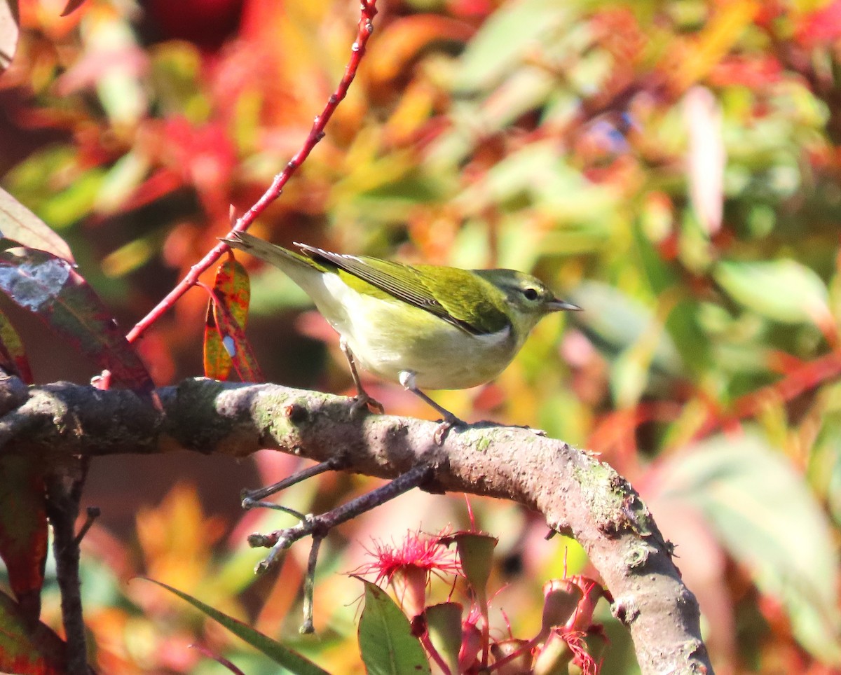 Tennessee Warbler - ML642306904