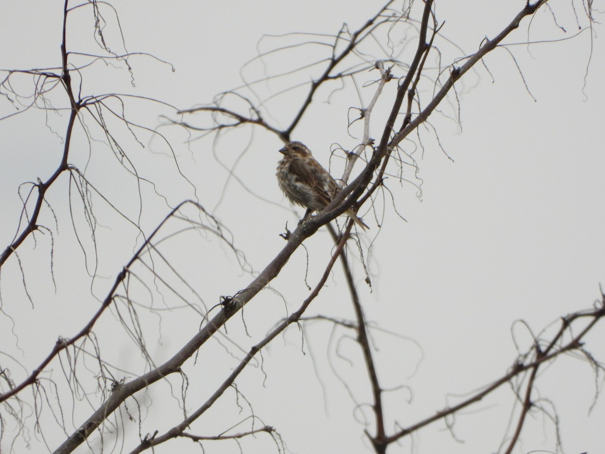 Purple Finch - ML642306911