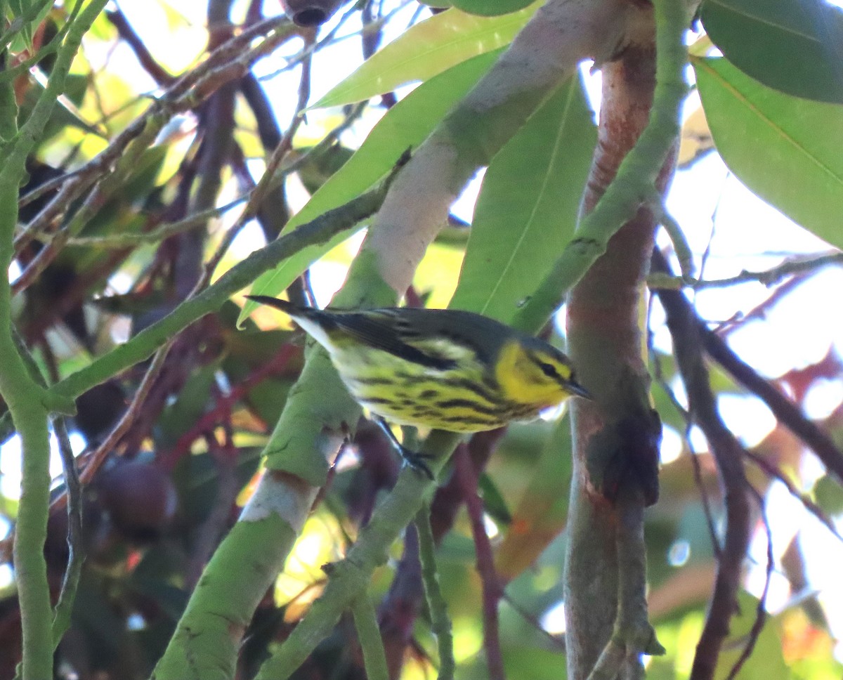 Cape May Warbler - ML642306924