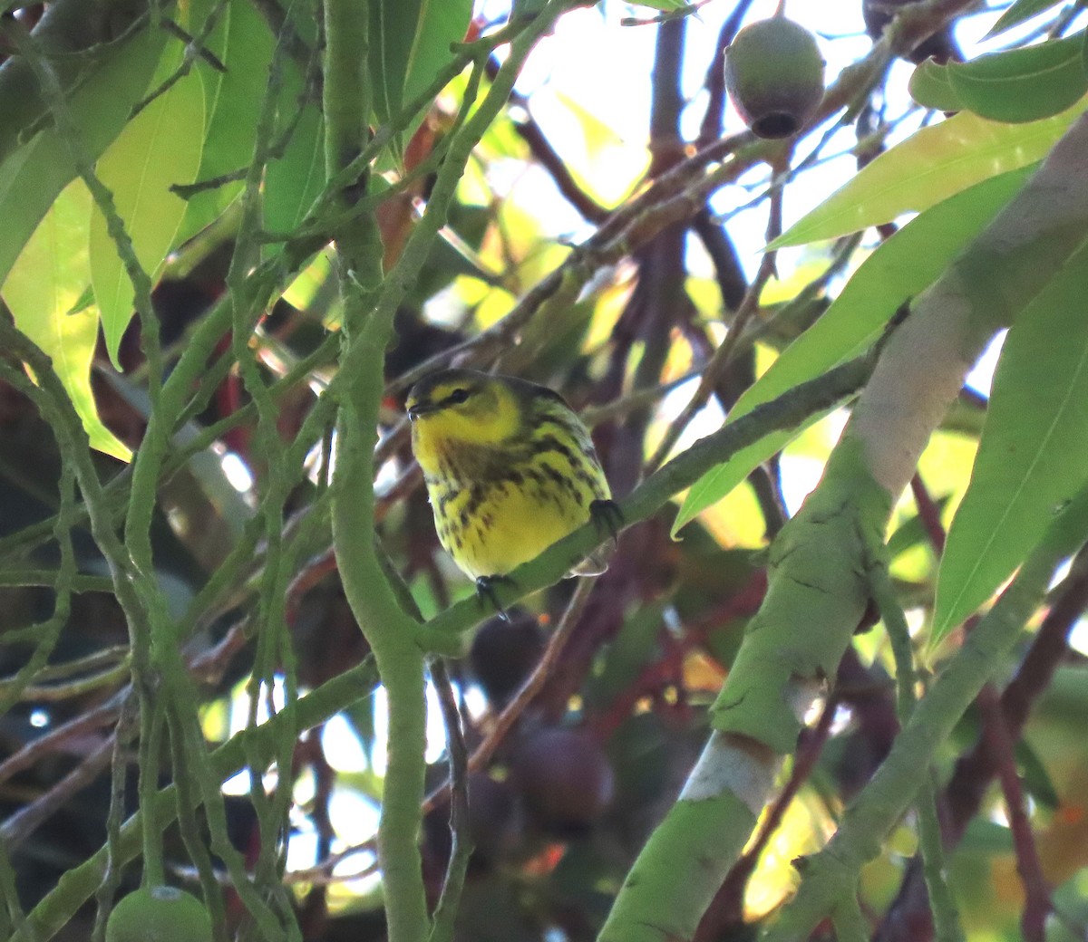 Cape May Warbler - ML642306931