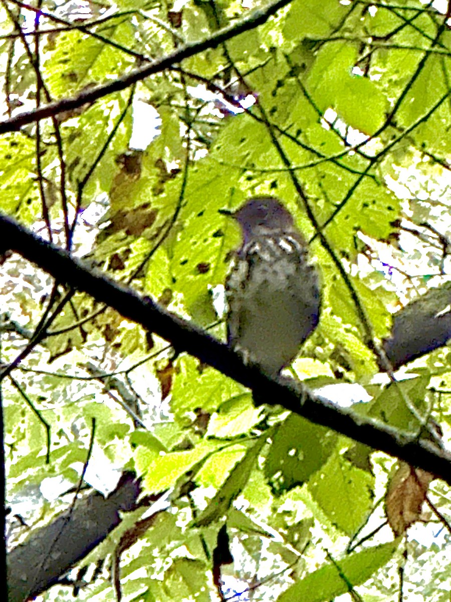 Wood Thrush - ML642306933