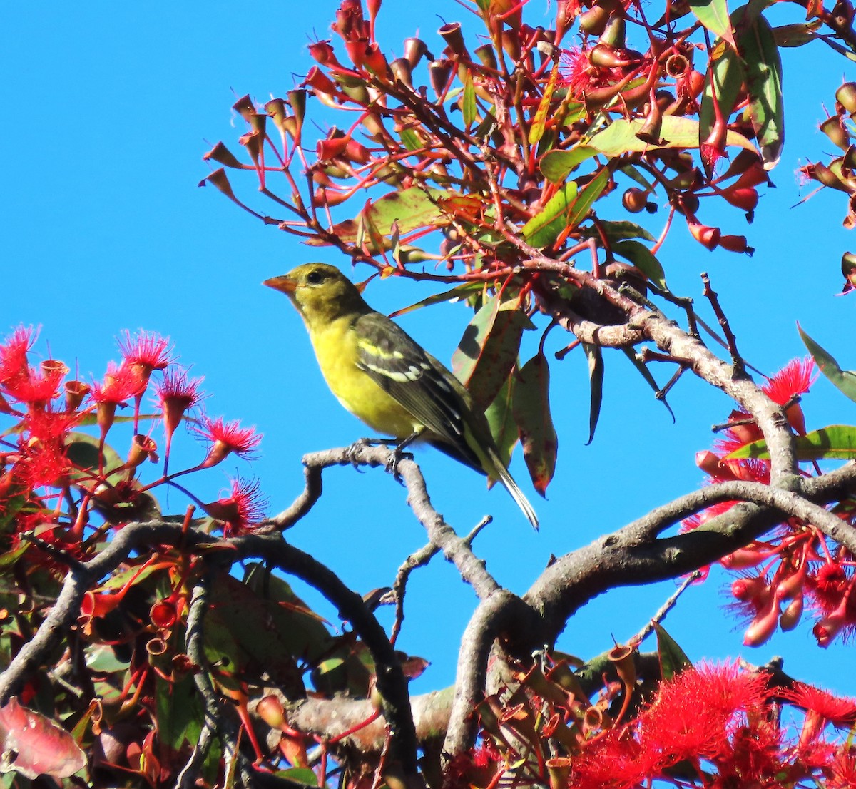 Western Tanager - ML642306951