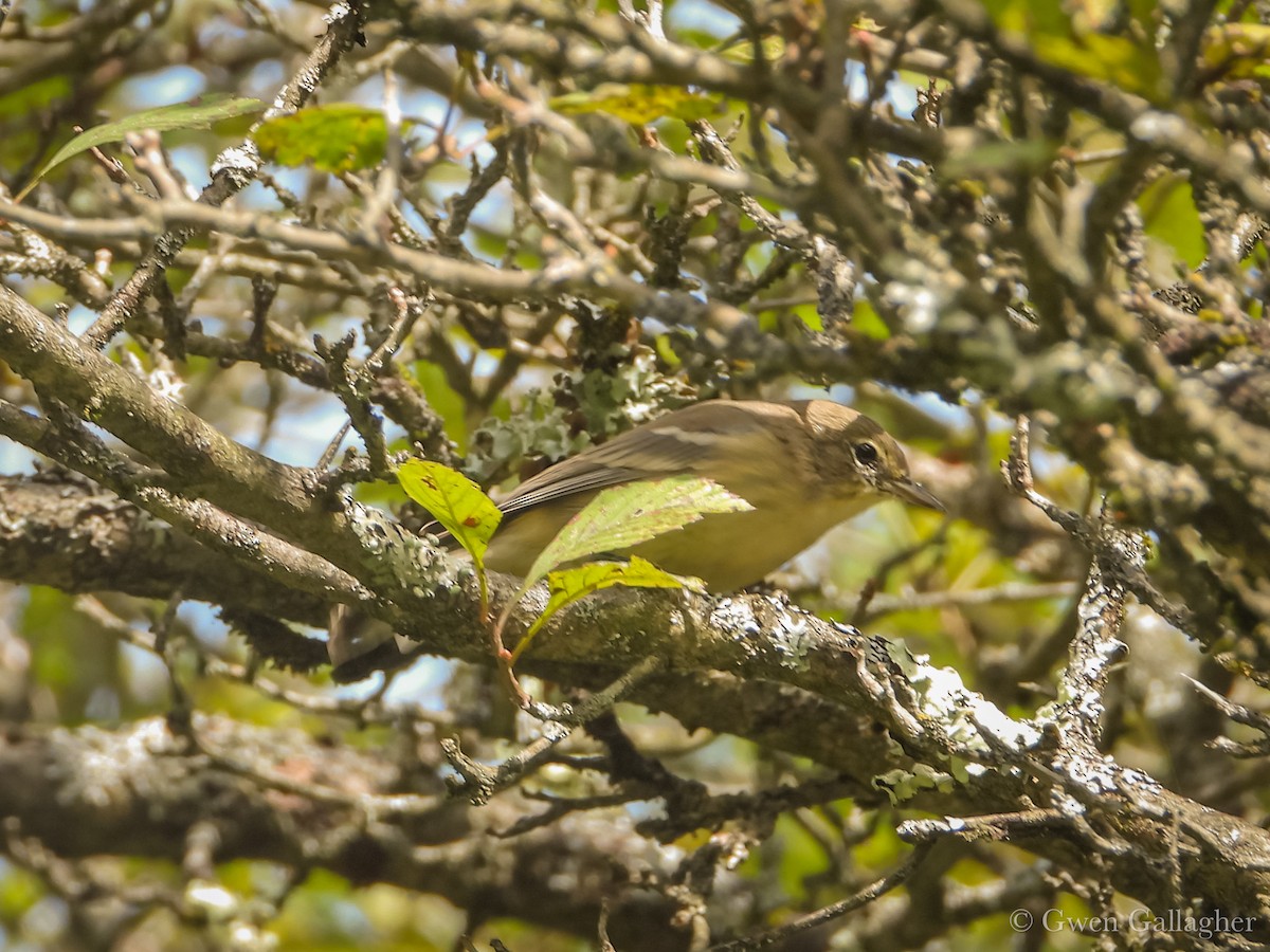 Çam Ötleğeni - ML642306968