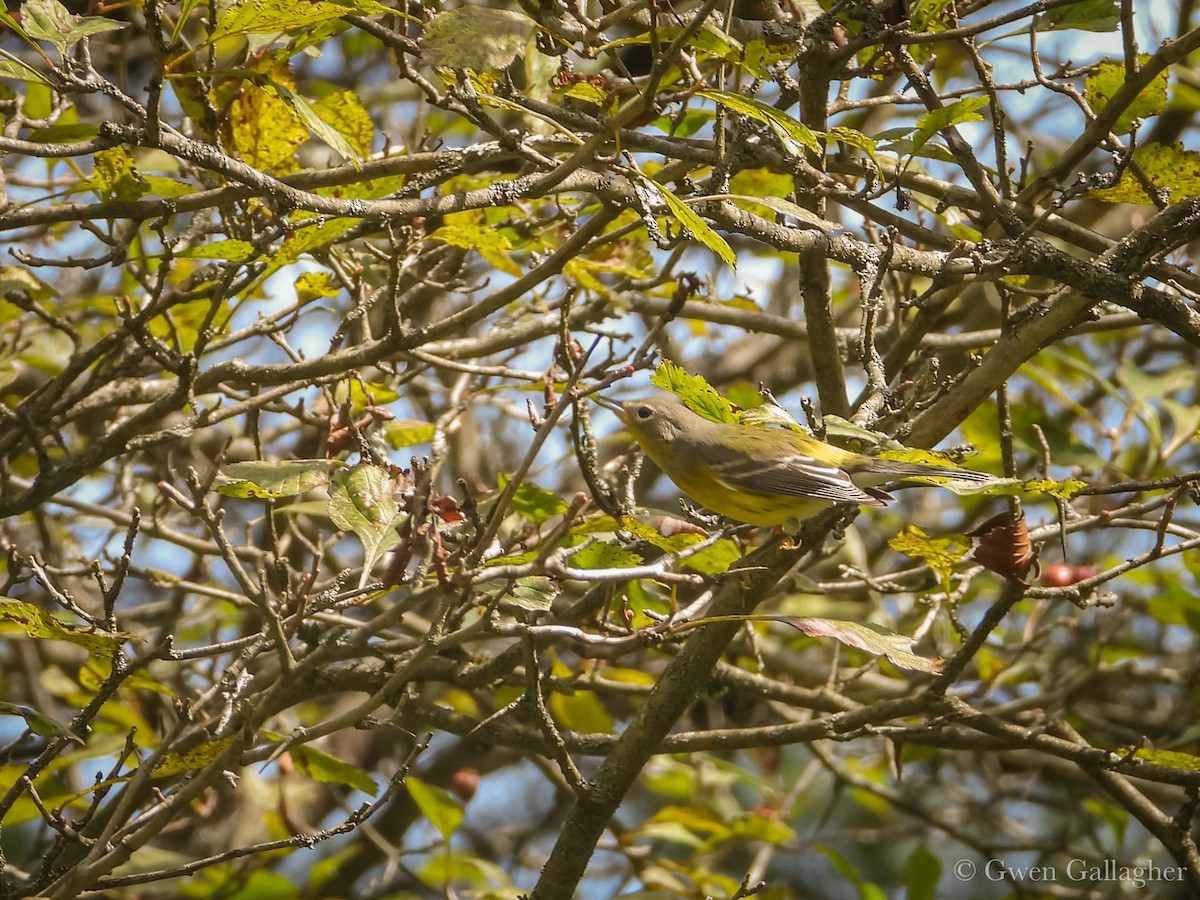 Manolya Ötleğeni - ML642306969