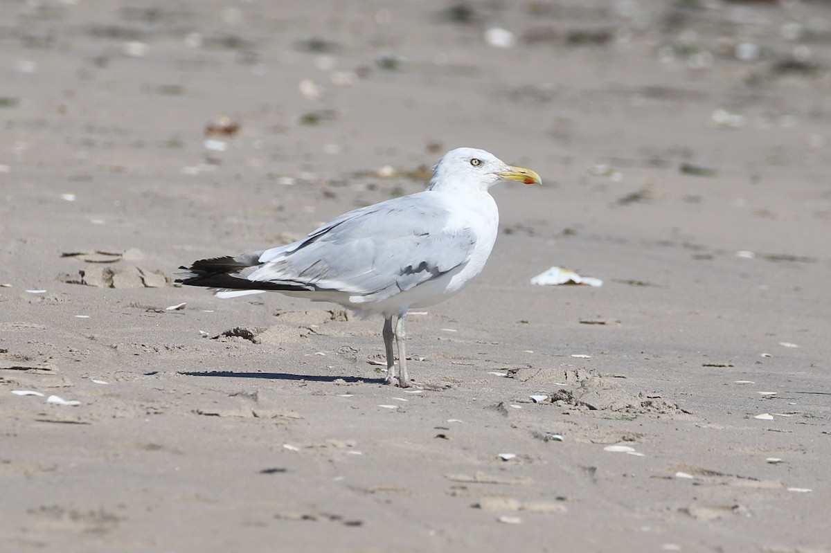 American Herring Gull - ML642306985