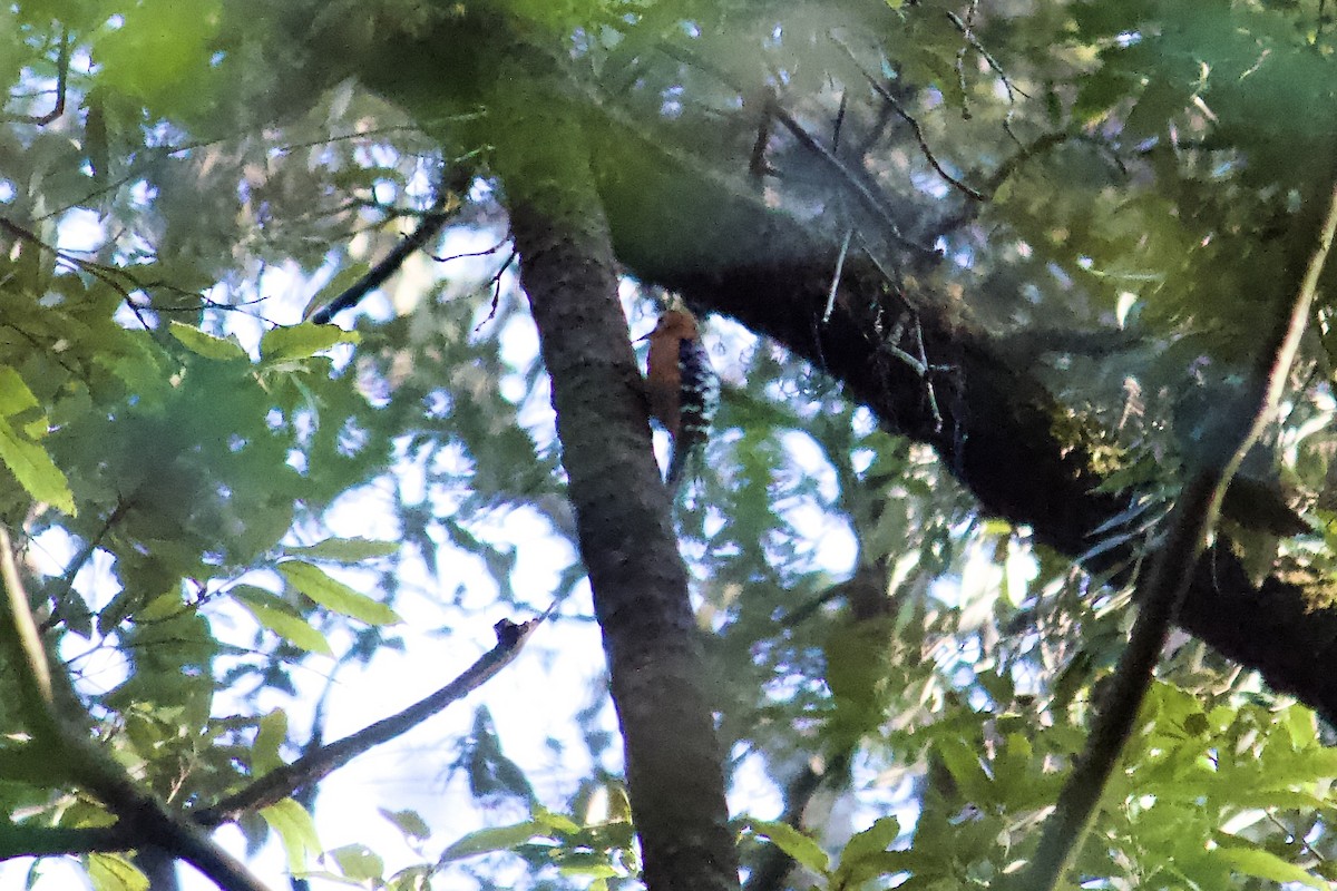 Rufous-bellied Woodpecker - ML642306994