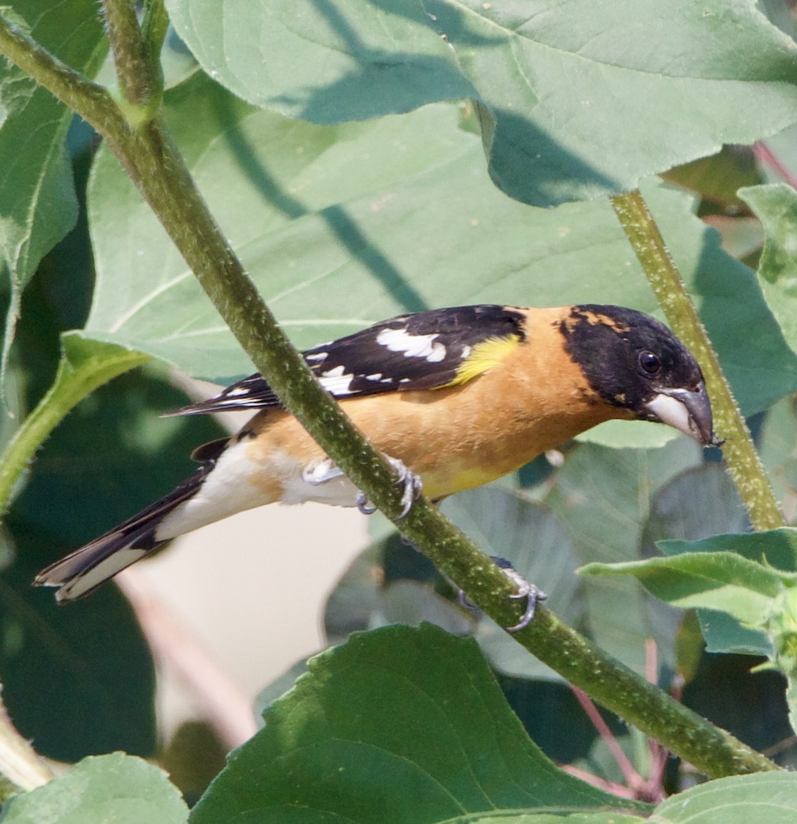 Black-headed Grosbeak - ML642307001