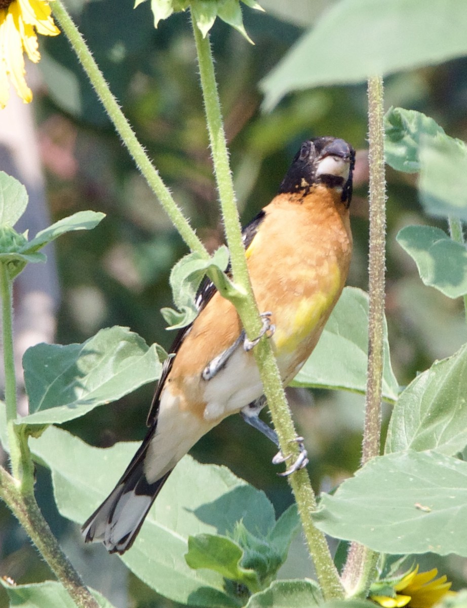 Black-headed Grosbeak - ML642307003