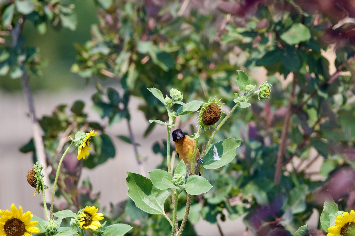 Black-headed Grosbeak - ML642307008