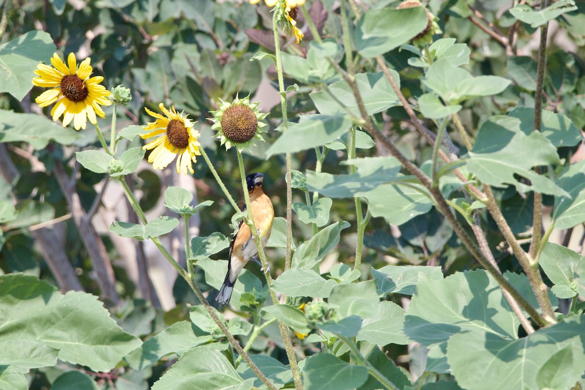 Black-headed Grosbeak - ML642307009