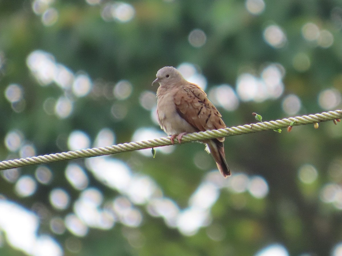 Ruddy Ground Dove - ML642307013