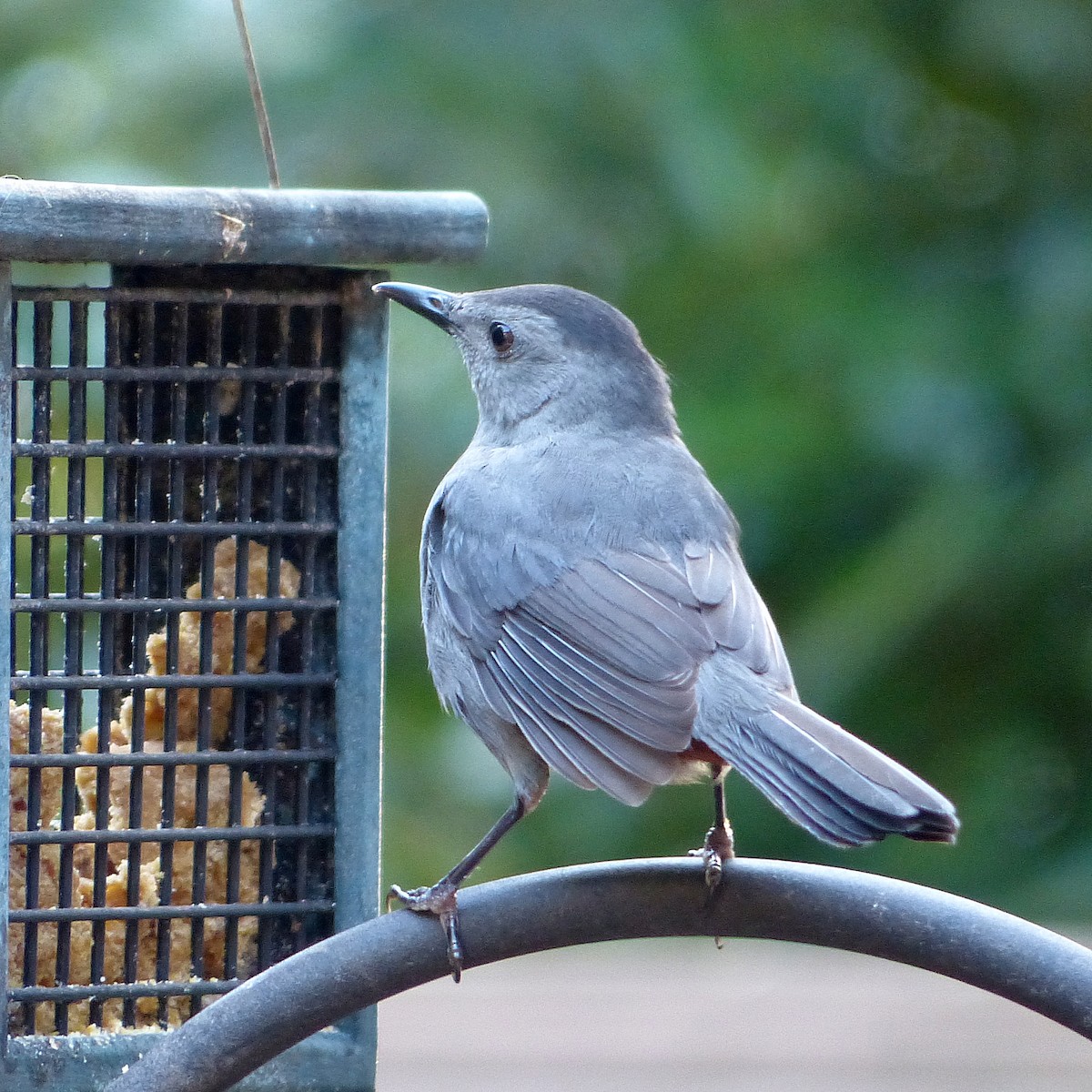 Gray Catbird - ML642307016
