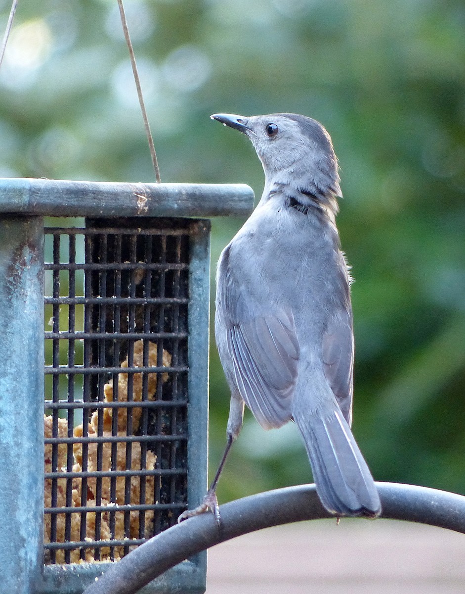 Gray Catbird - ML642307017