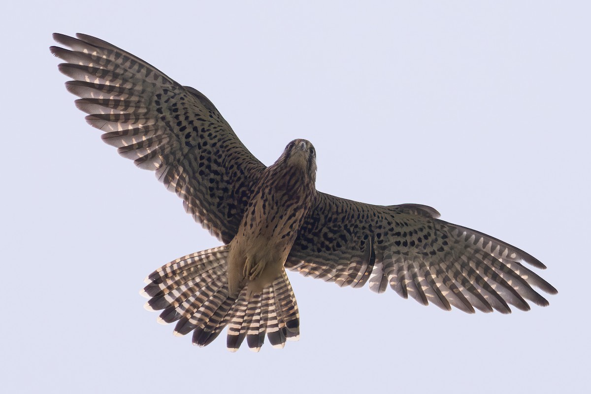 Eurasian Kestrel (Eurasian) - ML642307018