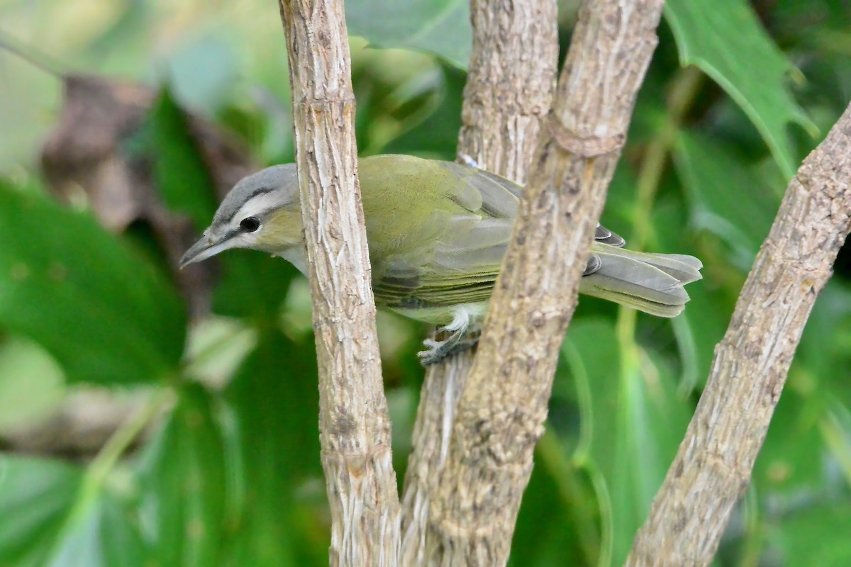 Red-eyed Vireo - ML642307019