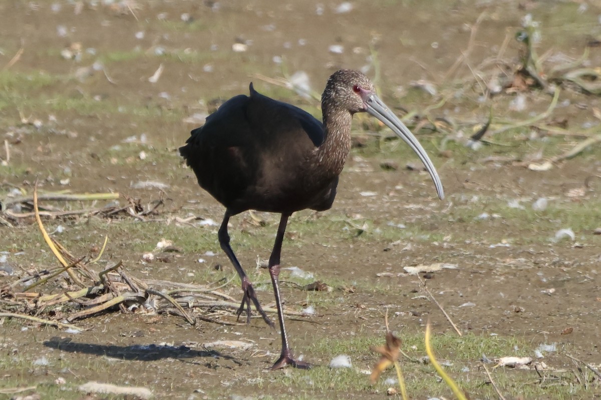 White-faced Ibis - ML642307023