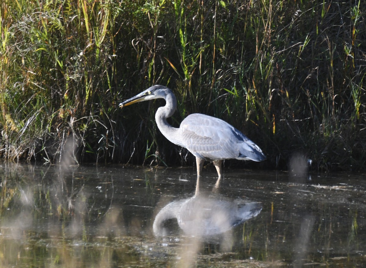 Great Blue Heron - ML642307026