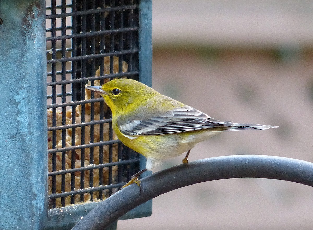 Pine Warbler - ML642307034