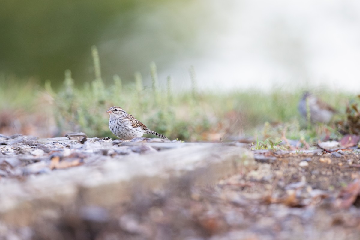 Chipping Sparrow - ML642307037