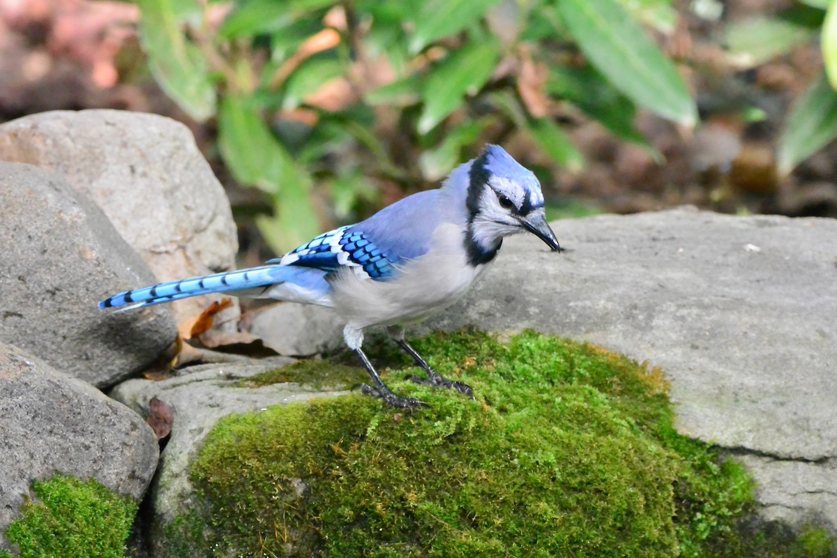 Blue Jay - ML642307038