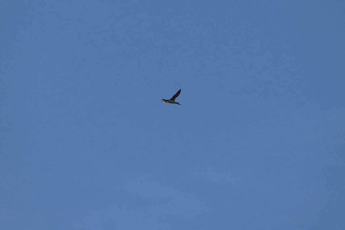 Common Loon - ML642307039