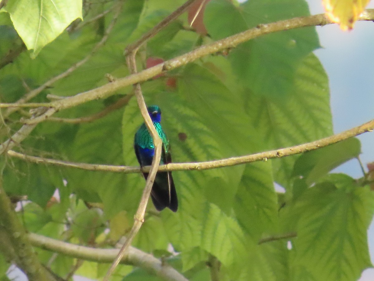 fiolørekolibri - ML642307082