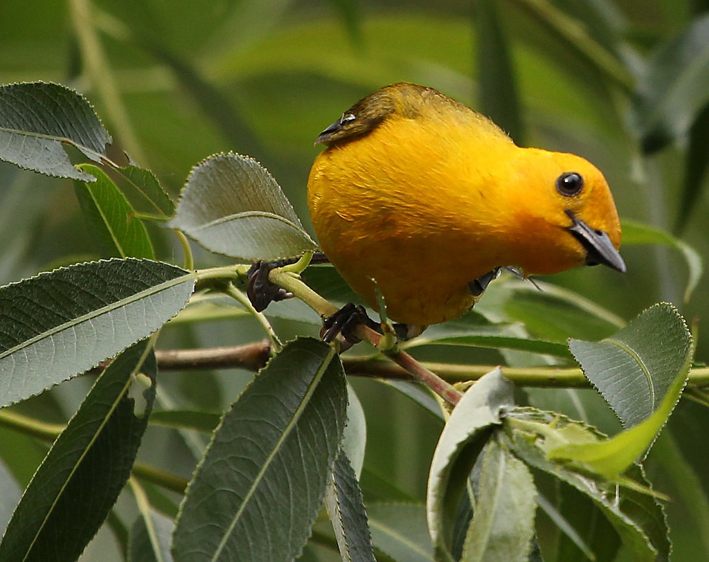 Prothonotary Warbler - ML642307094