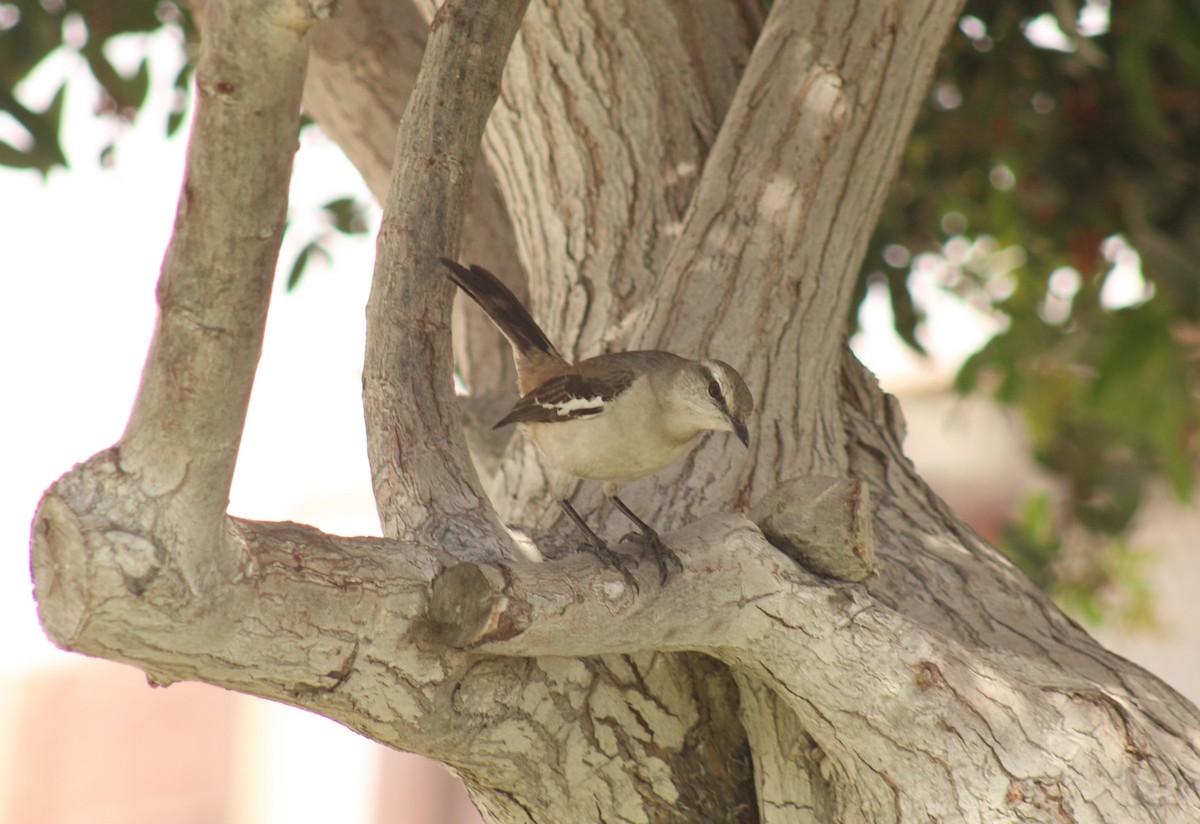 White-banded Mockingbird - ML642307104