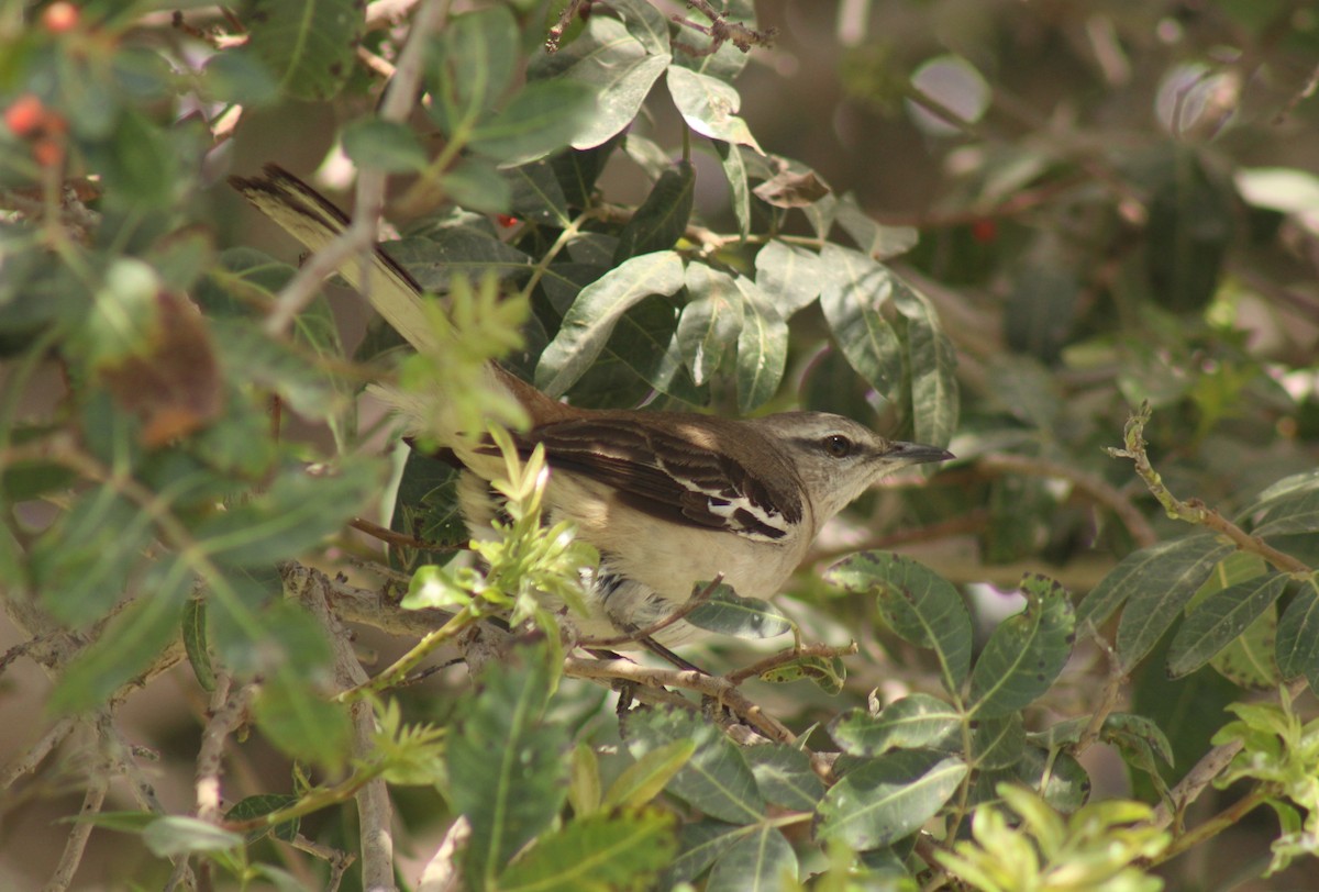 White-banded Mockingbird - ML642307107