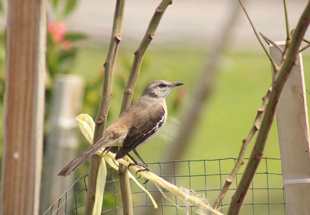 White-banded Mockingbird - ML642307108