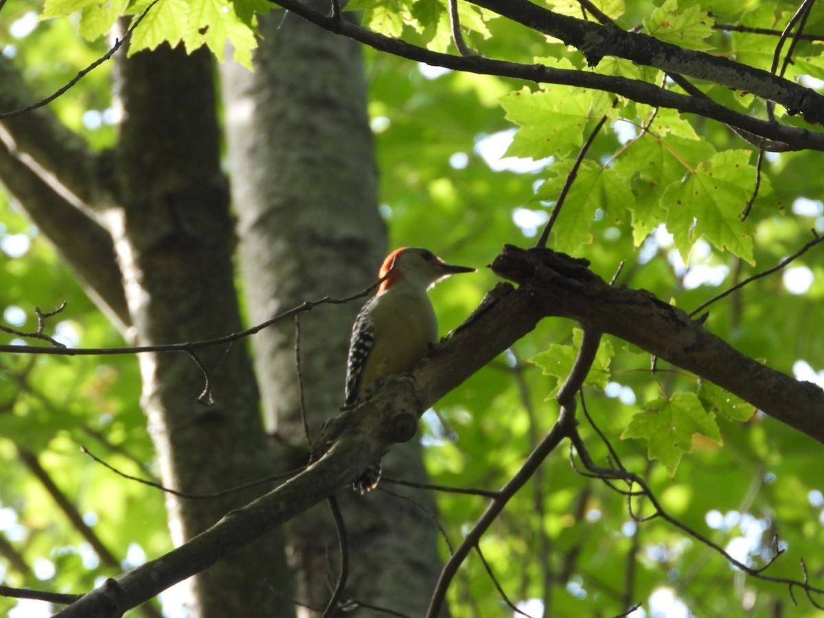 Red-bellied Woodpecker - ML642307111