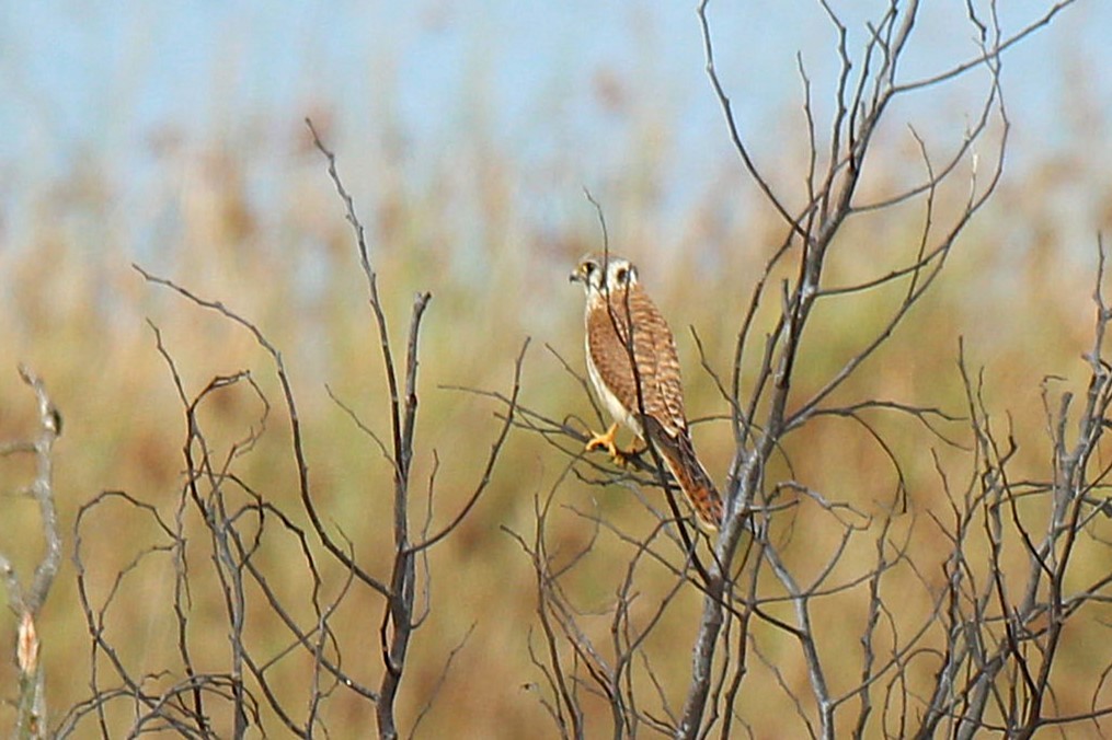 American Kestrel - ML642307120