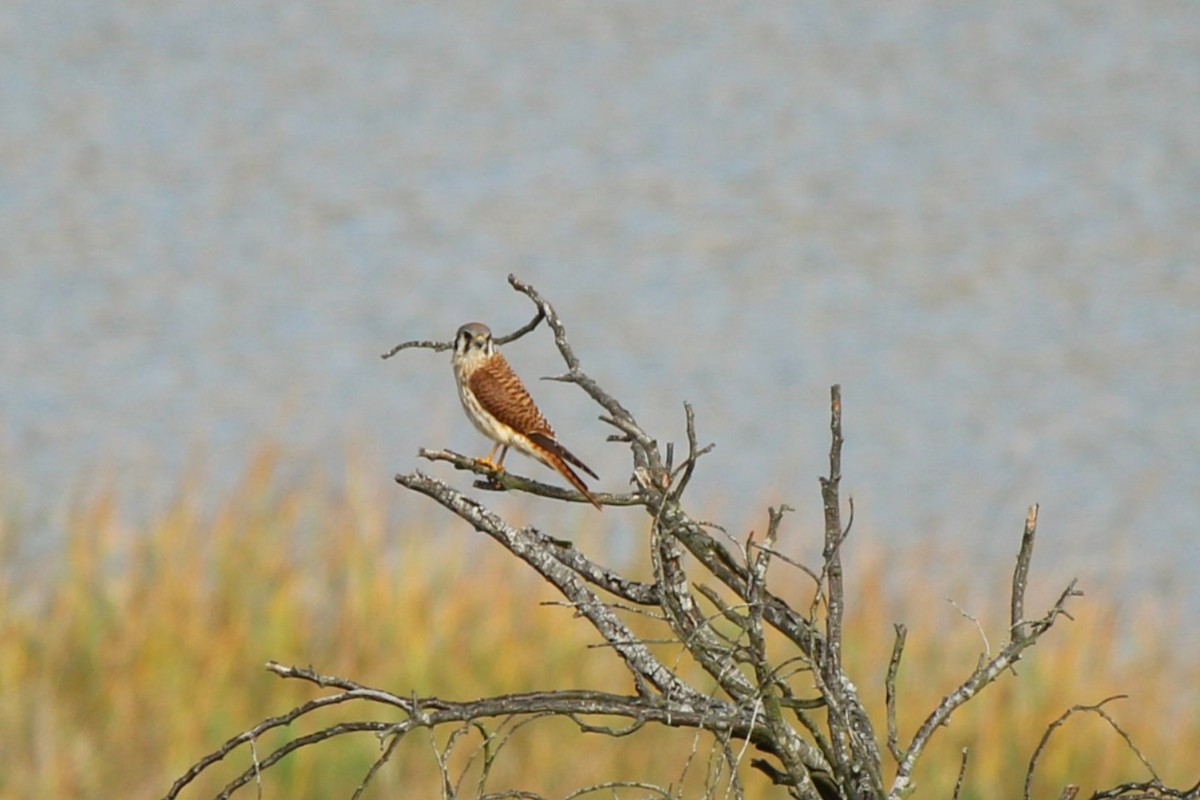 American Kestrel - ML642307121