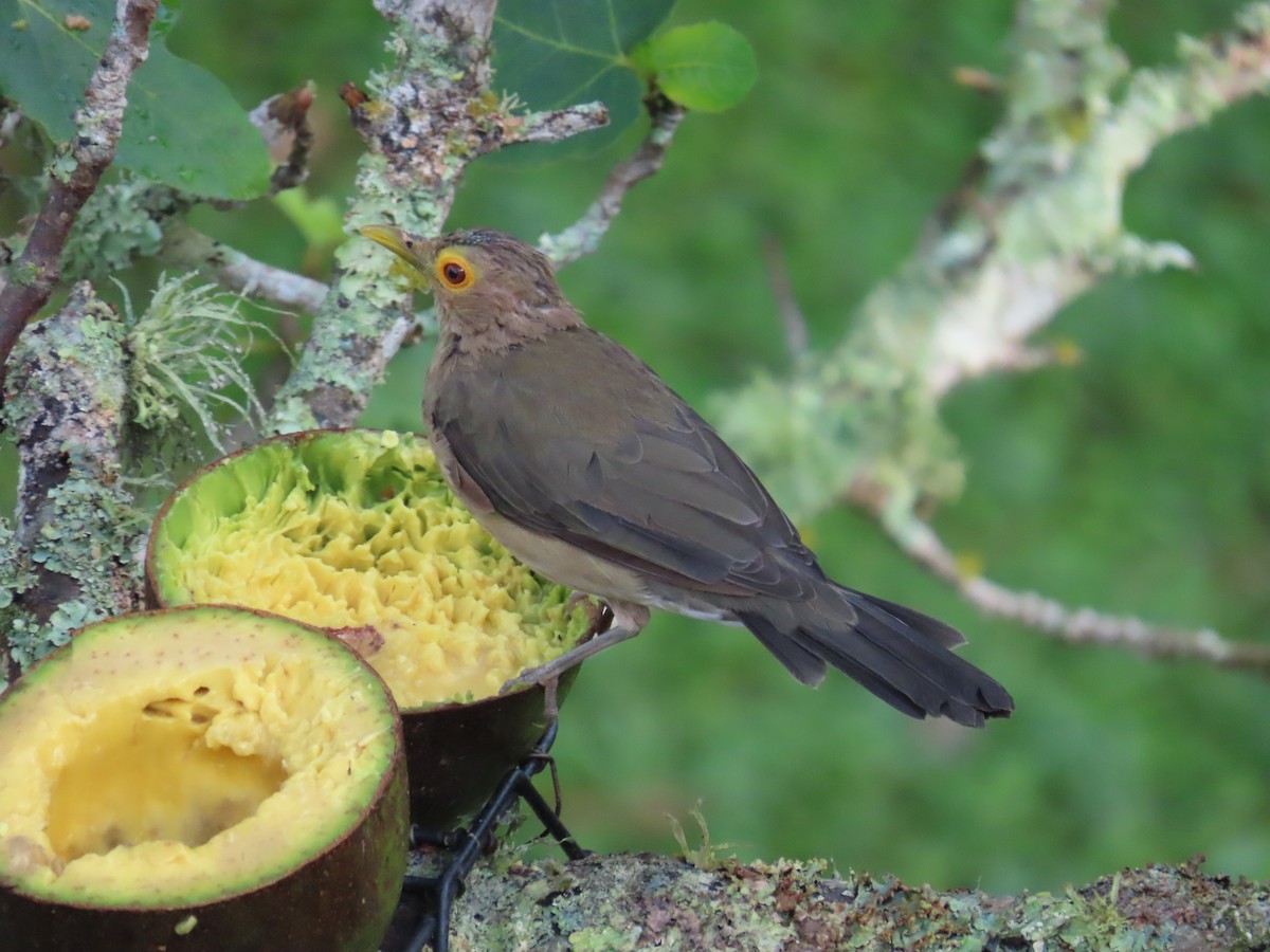 Spectacled Thrush - ML642307123