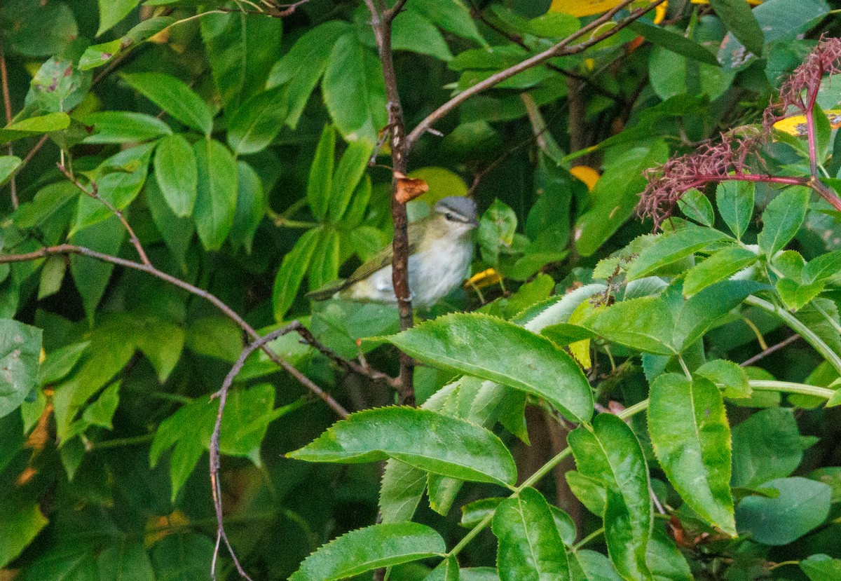 Viréo aux yeux rouges - ML642307139