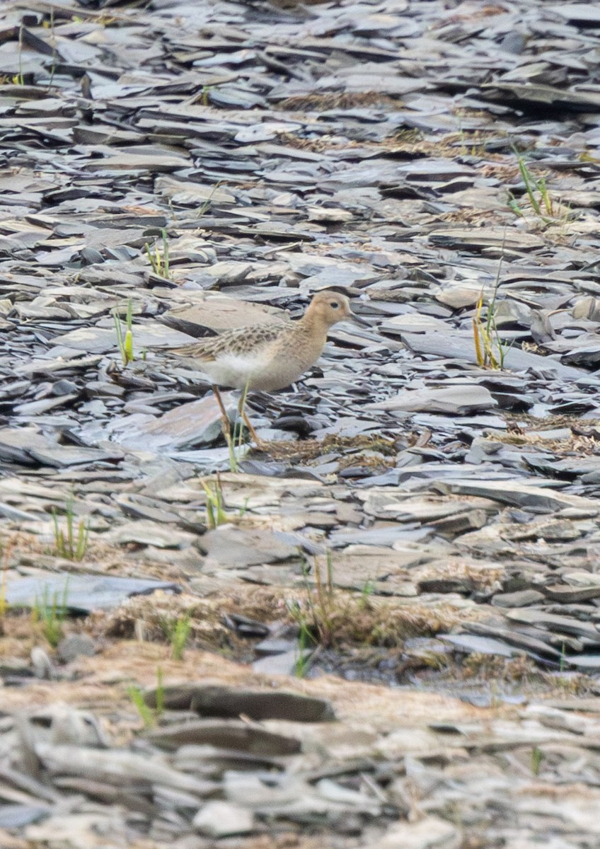 Buff-breasted Sandpiper - ML642307143