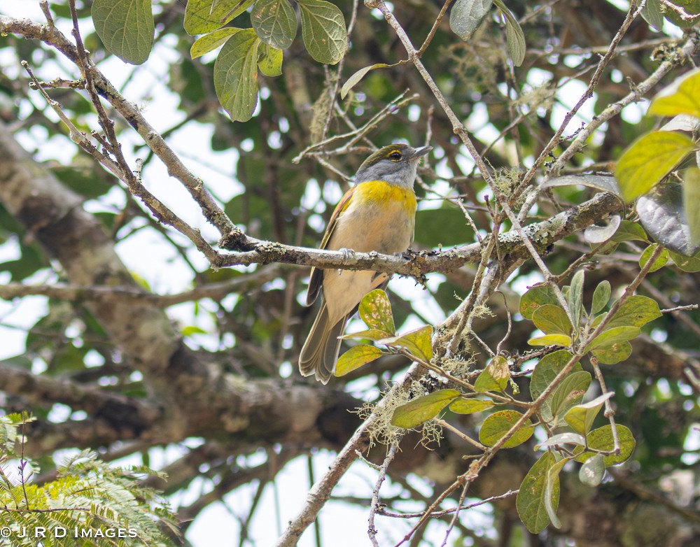 Green-backed Becard - ML642307156