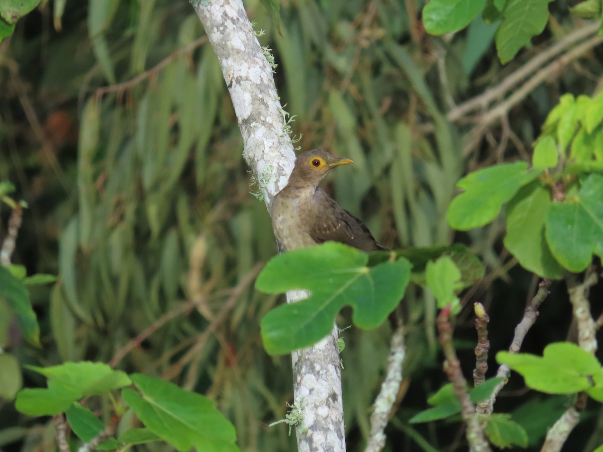 Spectacled Thrush - ML642307158