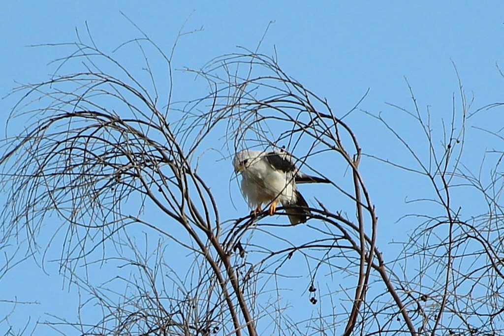 Weißschwanzaar - ML642307160