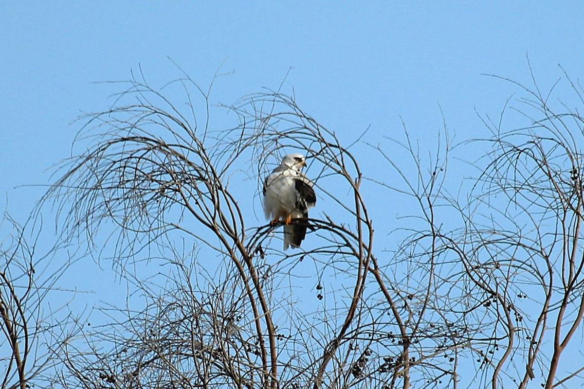 Weißschwanzaar - ML642307161